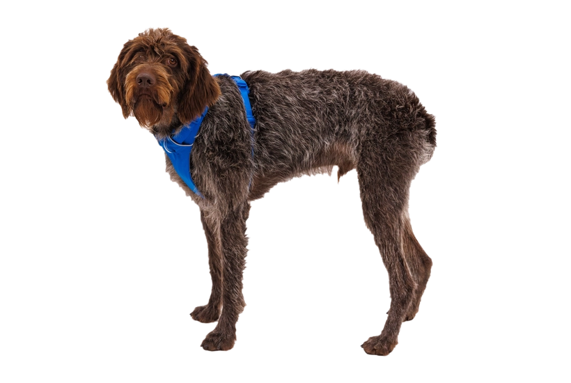 Ruffwear Front Range Dog Harness in Blue Pool